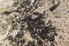 Xenostrobus neozelanicus