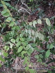 Rourea microphylla