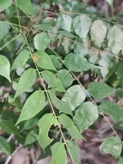 Rourea microphylla