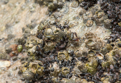 Pachygrapsus
