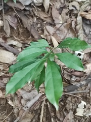 Strophanthus divaricatus