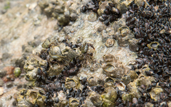 Pachygrapsus