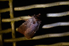 Austramathes purpurea