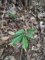 Strophanthus divaricatus