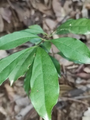 Strophanthus divaricatus