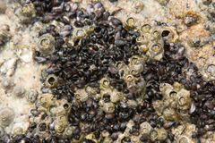 Xenostrobus neozelanicus