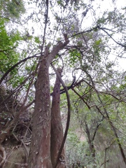 Artocarpus hypargyreus