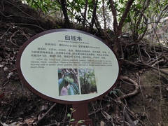 Artocarpus hypargyreus