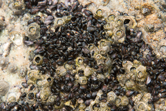Xenostrobus neozelanicus