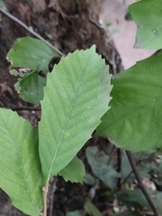 Quercus glauca