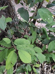 Quercus glauca