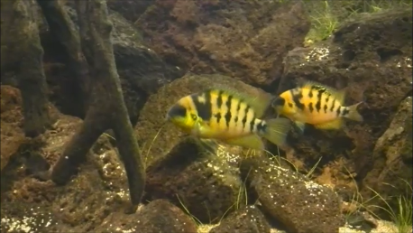 Cichlidé nain jaune du Panama (Cryptoheros nanoluteus)