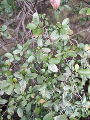 Ehretia microphylla