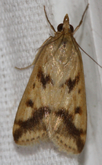 Achyra bifidalis