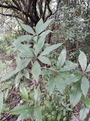Pittosporum illicioides