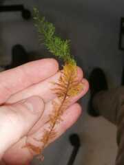 Thuidium tamariscinum