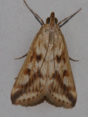 Achyra bifidalis