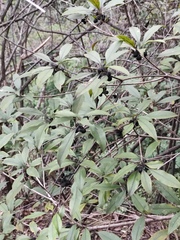 Pittosporum illicioides