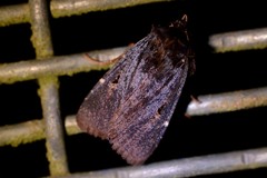 Austramathes purpurea