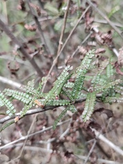 Osteomeles subrotunda