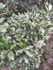 Quercus phillyreoides