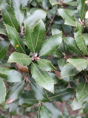Quercus phillyreoides