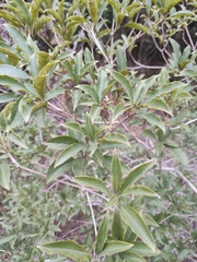 Pittosporum illicioides
