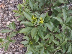 Pittosporum illicioides