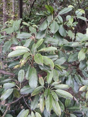 Ficus subpisocarpa