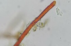 Thuidium tamariscinum