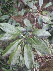 Ficus subpisocarpa