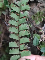 Adiantum malesianum