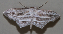 Arcobara multilineata