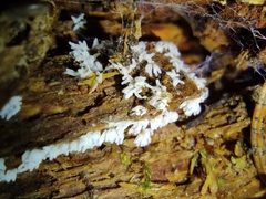 Ceratiomyxa