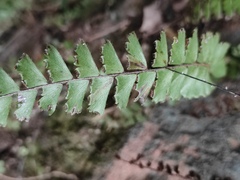 Adiantum malesianum