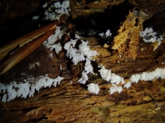 Ceratiomyxa