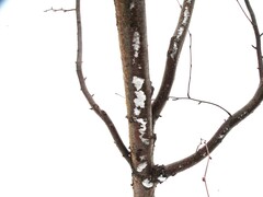 Betula lenta