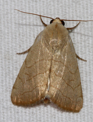 Bagisara buxea