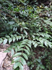 Rourea microphylla
