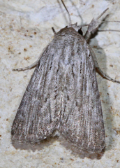 Catabena lineolata