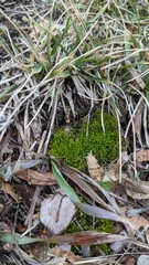 Bryum