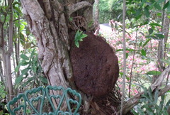 Nasutitermes corniger