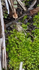 Bryum