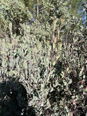 Arctostaphylos silvicola
