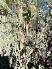 Arctostaphylos silvicola