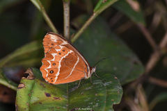 Oxeoschistus simplex
