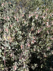 Arctostaphylos silvicola