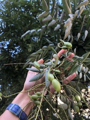 Styphnolobium japonicum