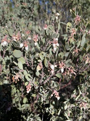 Arctostaphylos silvicola
