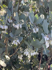 Arctostaphylos silvicola